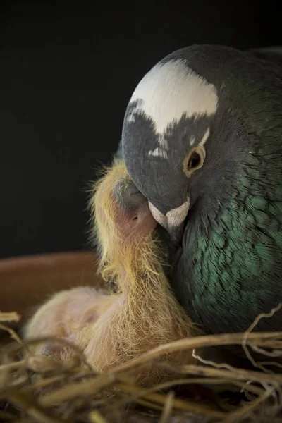Duva fågel utfodring till en dag av nyfödda i hem boet — Stockfoto