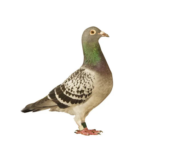 Full body side view of speed racing pigeon bird isolated white b — Stock Photo, Image