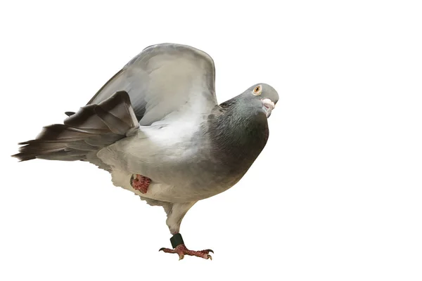 Физические упражнения йоги голубей на белом фоне — стоковое фото