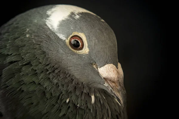 愤怒的眼睛的极速赛车鸽鸟 — 图库照片