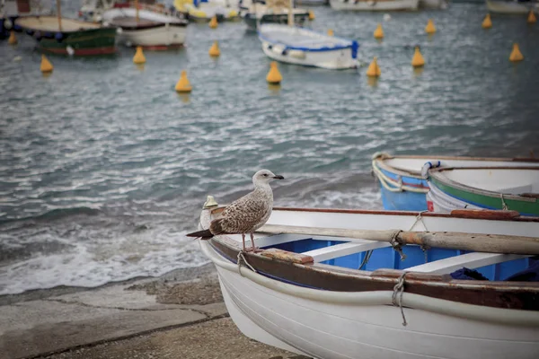 Sea gull ptaka perching na lokalnym łodzi drewnianych w południowej wyspy capri — Zdjęcie stockowe
