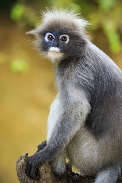 薄暗いの顔間近で野生の猿を葉します。 — ストック写真