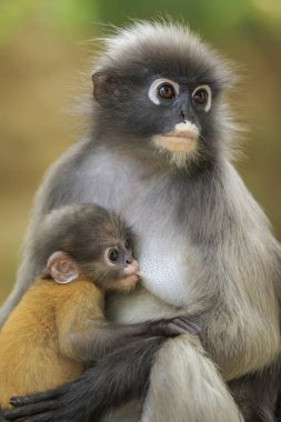 Annelik gölgeli yaprak maymun, Güney gölgeli langur tha,