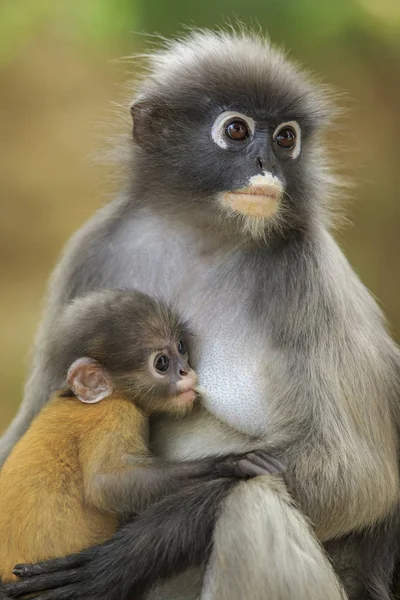 Maternidad del mono de hoja oscura, langur oscuro en el sur de tha —  Fotos de Stock