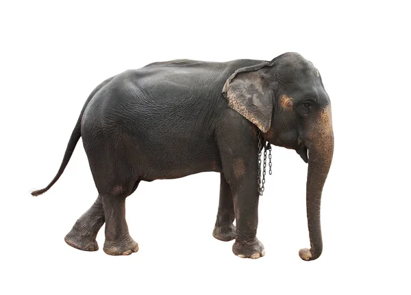Full body side view of female indian elephant with steel chain o — Stock Photo, Image