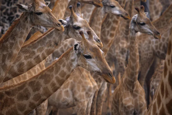 Flock of giraffe in wild — Stock Photo, Image
