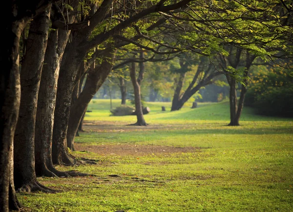 Bela luz da manhã no parque público com campo de grama verde — Fotografia de Stock