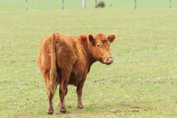 Vaca, gado em campo de fazenda nova zelândia — Fotografia de Stock
