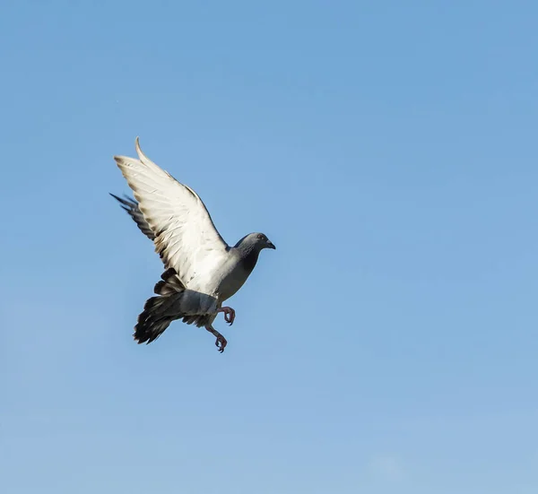 Pombo voando no ar contra o céu azul — Fotografia de Stock