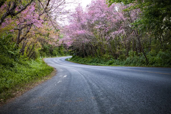 Pink cherry blossom flowers  blooming in winter season chiangmai — Stock Photo, Image