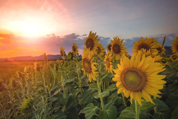 Belo sol céu e girassóis florescendo na agricultura pla — Fotografia de Stock