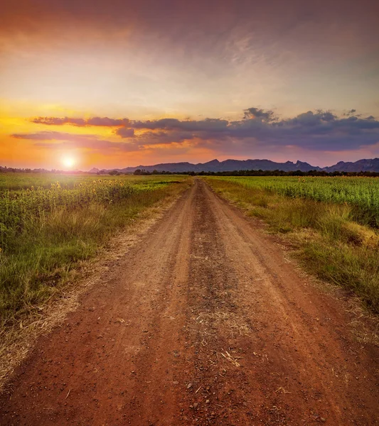 Dusty road run into sunflowers field and sun set sky background Stock Image