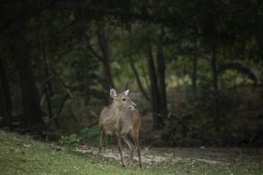 kadın Eld'ın geyik, Thamin, kaş antlered geyik alanındaki