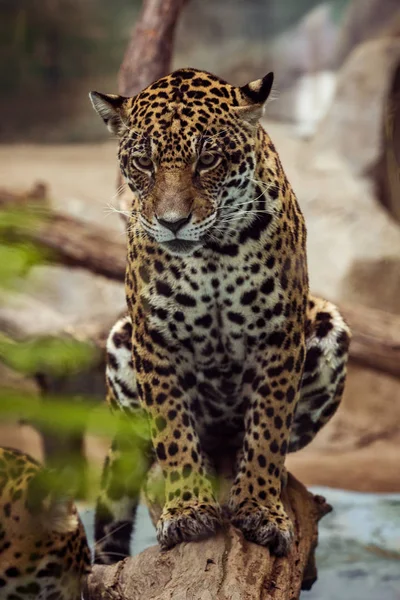 Close up full body of leopard ,panthera looking eyes contact — Stock Photo, Image