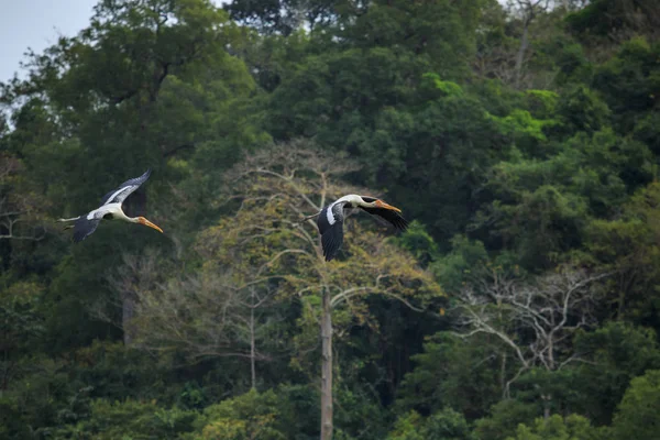 Leylek boyalı kuş karşı yeşil doğal vahşi uçan çiftler — Stok fotoğraf