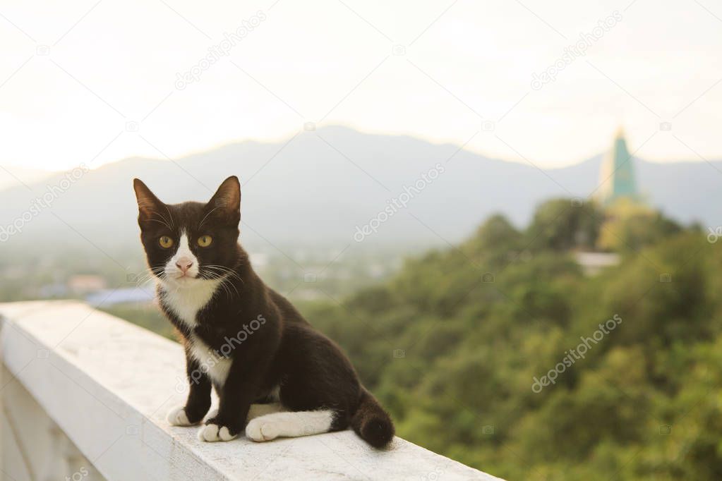 lovely thai black and white cat sitting on terrace against beaut