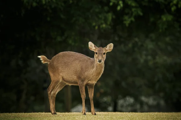 Cerf de Virginie mâle sauvage, thamine, cerf frontal dans le champ — Photo