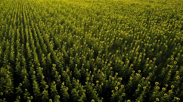 Aerial view of sun flowers field — Stock Photo, Image