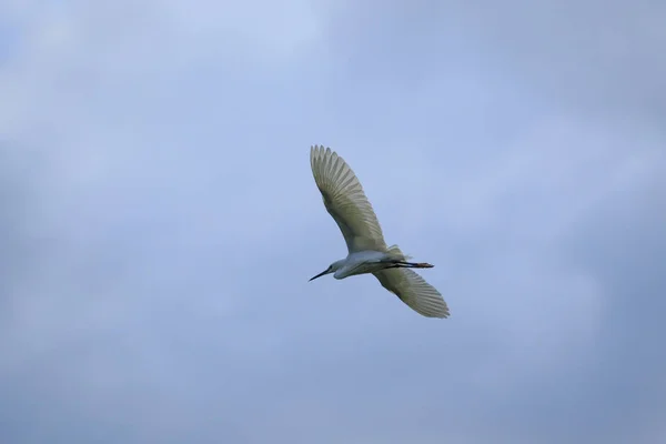 Ptaszek Czapla latający przeciw błękitne niebo — Zdjęcie stockowe