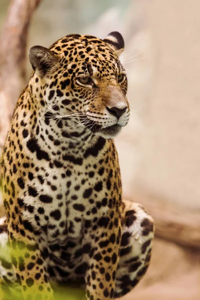Закрыть все тело леопардовых пантер глядя в глаза контакт — стоковое фото
