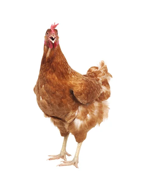 Κοντινό πλάνο ολόκληρο το σώμα κοτόπουλο καφετί φτερό στέκεται απομονωμένο λευκό — Φωτογραφία Αρχείου