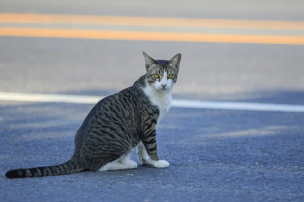 Thai cat sitting on traffic road and looking to camera with eyes — Stock Photo, Image