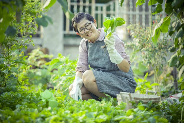 Asyalı kadın ev bahçesinde organik sebze dikimi — Stok fotoğraf