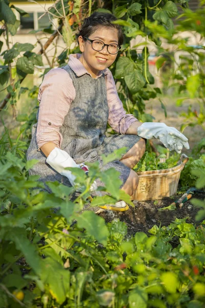 Ασιατικές γυναίκα φύτευση οργανικό φυτικό κήπο σπιτιού — Φωτογραφία Αρχείου