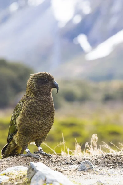 Kea Vogel in der Wildnis Neuseelands — Stockfoto