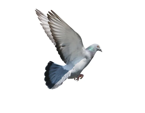 Flying mid air of pigeon bird isolated white background — Stock Photo, Image