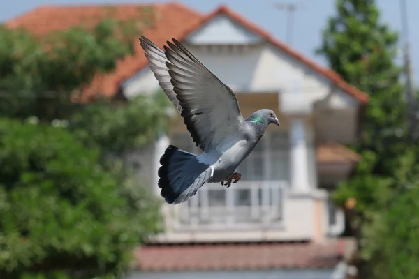 Voando meio ar de pombo pássaro contra o ambiente verde — Fotografia de Stock