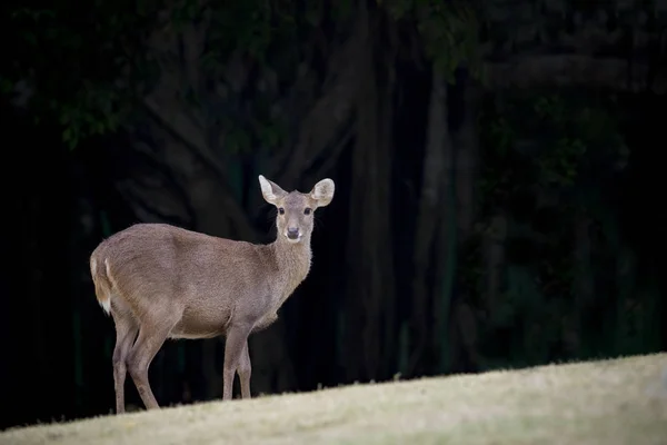 Cervos selvagens no campo de vida selvagem natural — Fotografia de Stock