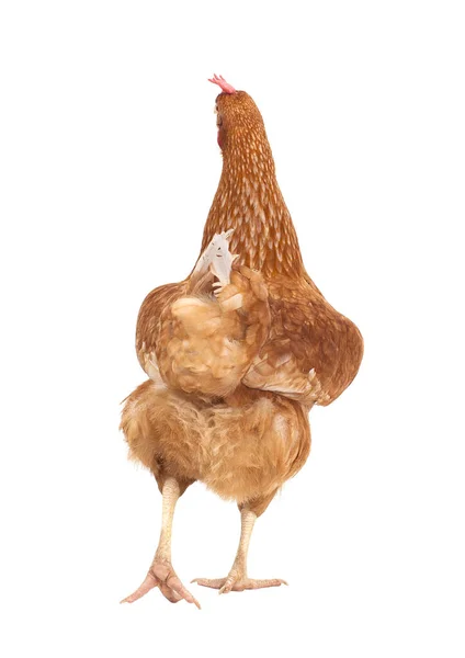 Visão traseira corpo inteiro de frango marrom, galinha isolada backgrou branco — Fotografia de Stock