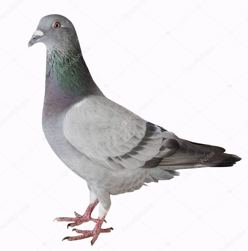 close up full body of sport racing pigeon bird isolated white ba