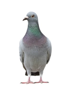 portre tam vücut pigeon kuş Yarış hız izole beyaz bac