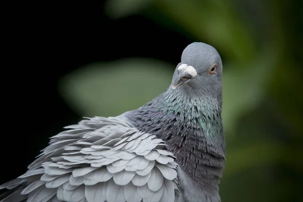 Close up cabeça tiro e rosto de pombo pássaro contra verde natual — Fotografia de Stock