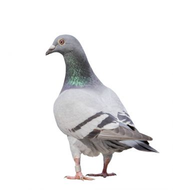 tam vücut gri pigeon kuş izole beyaz arka plan