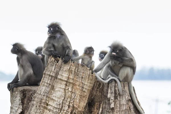 Flock of wild dusky leaves monkey on tree stump — Stock Photo, Image