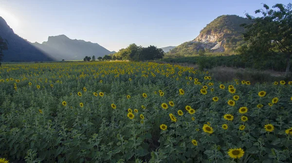Sunflower field and agriculture area in lopburi thailand — Stock Photo, Image