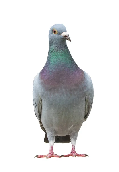 Full body of sport racing pigeon bird looking eye contact to cam — Stock Photo, Image