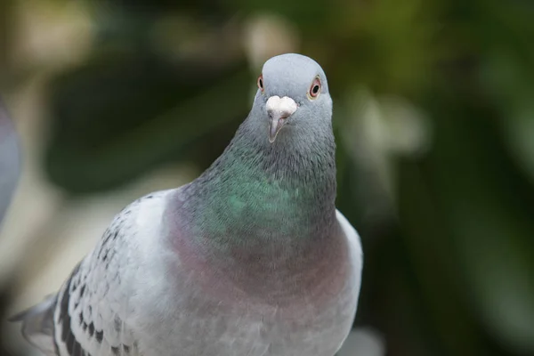 Close up beautiful of speed racing pigeon bird white gre — Stok Foto