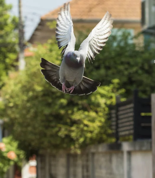 Duva fågel flygande i grönskande trädgård — Stockfoto