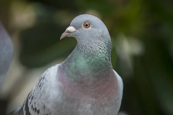 スピードレーシングのグリーンに対して鳩鳥の美しい eys を間近します。 — ストック写真