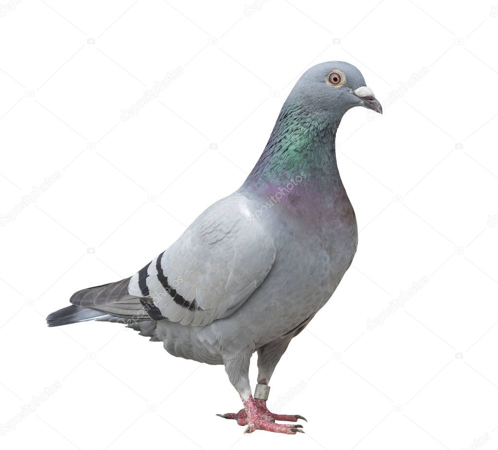 close up full body of speed racing pigeon bird isolate white bac