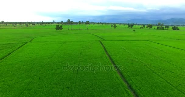 Aerial view of green rice paddy field in thailand — Stock Video