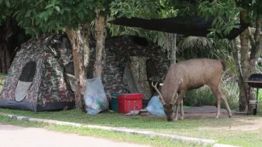 sambar geyiği ve khao yai Milli Parkı Tayland kamp çadırı