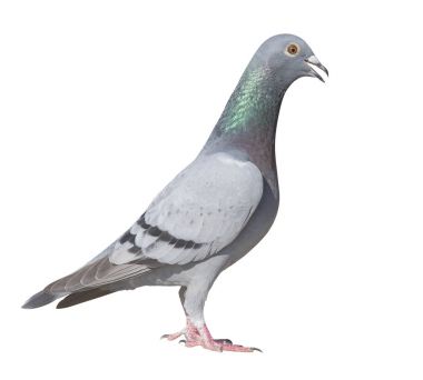 yan görünümü tam vücut pigeon kuş Yarış spor izole kapatmak