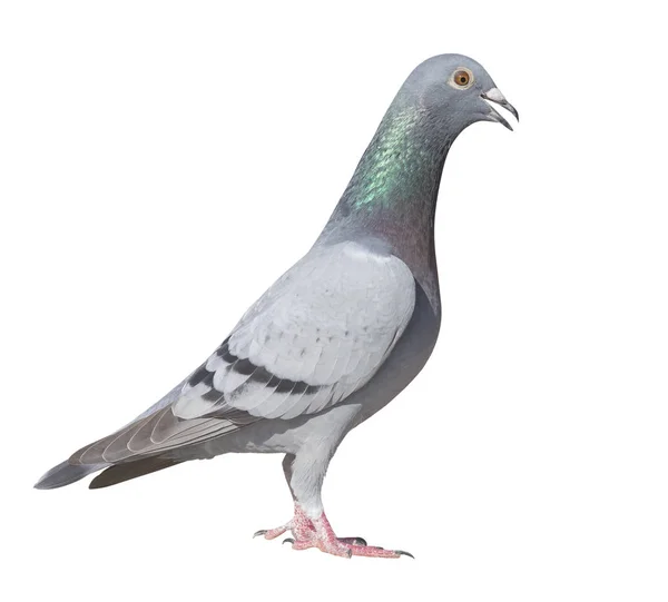 Nahaufnahme Seitenansicht Ganzkörper von Sport-Renn-Taube Vogel isolieren — Stockfoto