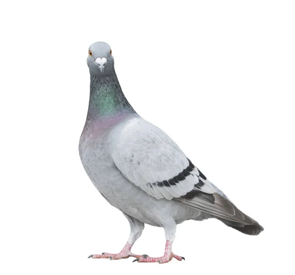 Close up full body of speed racing pigeon bird looking to camera — Stock Photo, Image