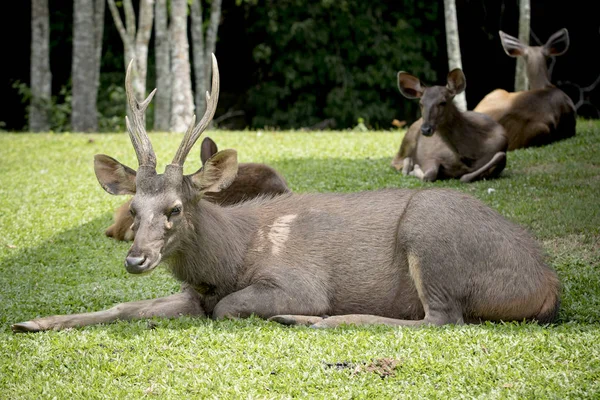 Mannelijke sambar hert liggen op gras khao yai nationaal park tha — Stockfoto